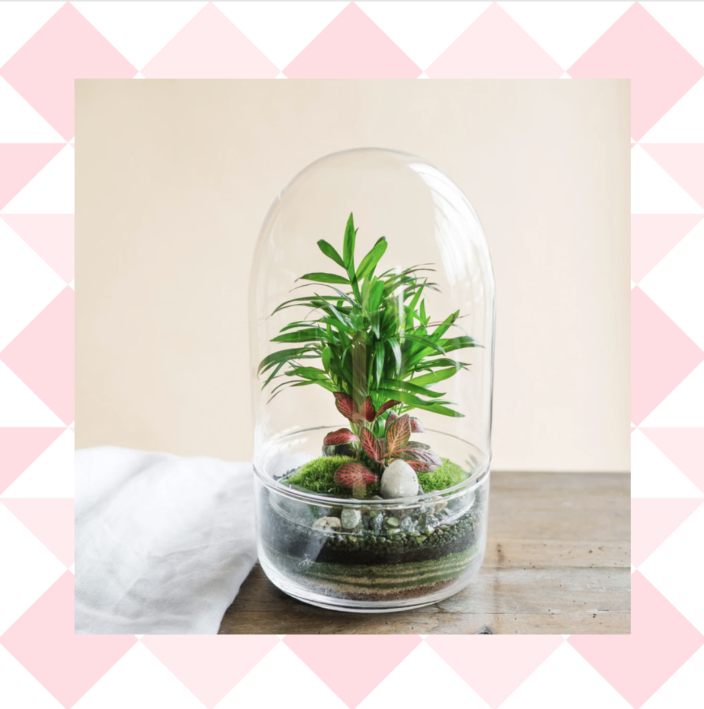Terrarium de la boutique en ligne La Green Touch