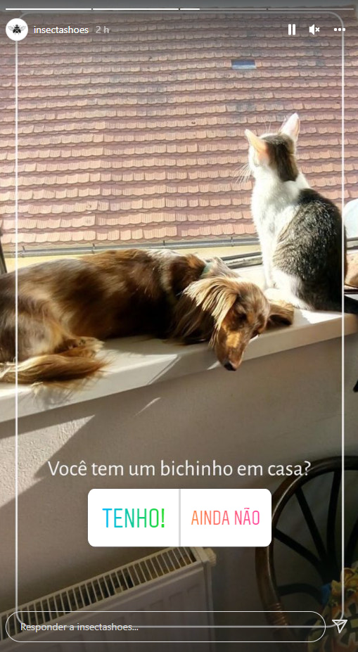 捕捉de tela de um Insta故事da昆虫。A foto mostra um cachorro e um gato pegando sol em uma janela, e há uma enquete perguntando:“Você tem um bichinho emn casa?”